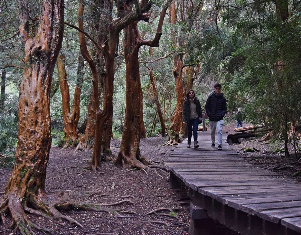 El Bosque de Arrayanes, uno de los puntos más visitados del Parque Municipal Llao Llao 