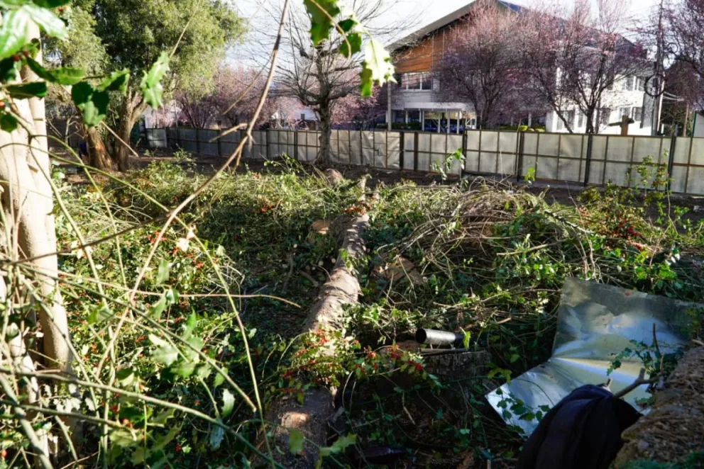 Finalmente talaron la araucaria del microcentro de Bariloche (foto: Facundo Pardo)