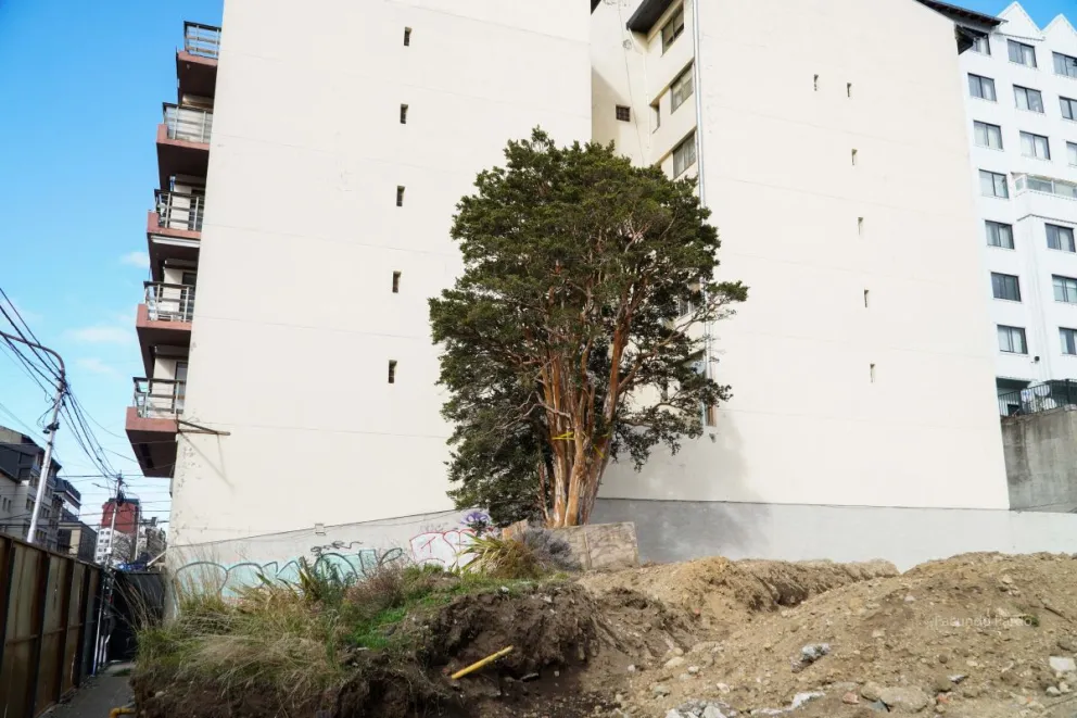 El Arrayán del Correo parece "estirarse" sobre el cerco de la obra  para mostrar que sigue vigente en calle Moreno (fotos: Facundo Pardo)