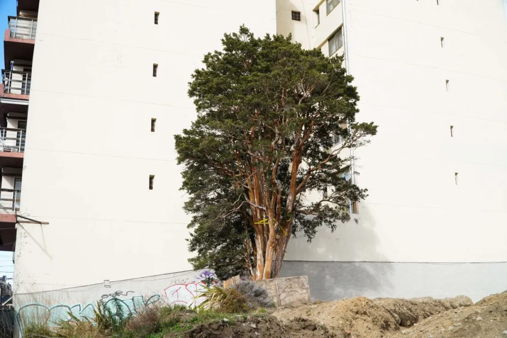 Un árbol con historia que lucha por mantenerse en su lugar. Foto Euge Neme 