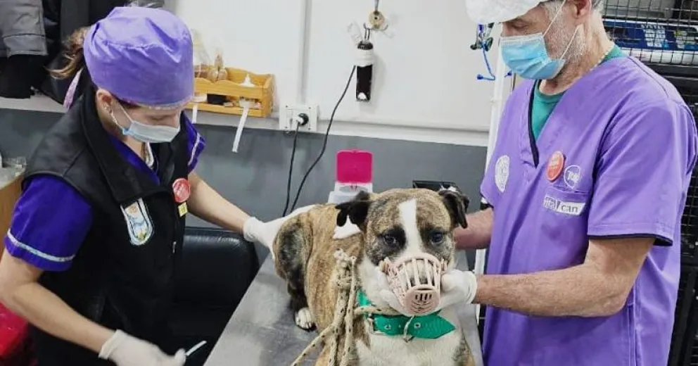 Sanidad Animal suma la investigación científica a sus tareas diarias.