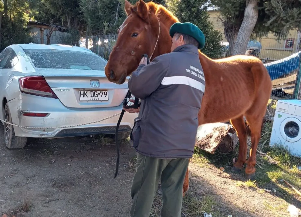 El momento en el que las autoridades controlaron a uno de los equinos. 