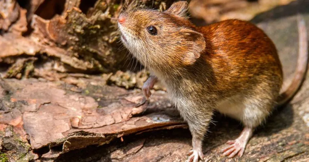 La prevención es fundamental.