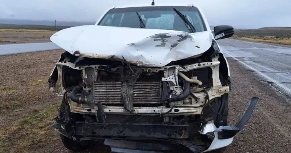 Fauna silvestre atravesando rutas es uno de los causales de accidentes en rutas patagónicas.