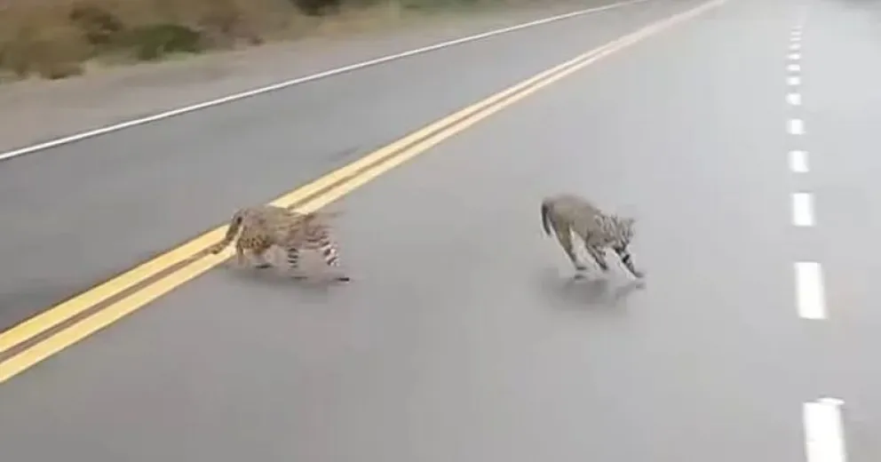 Manejar con precaución en parques nacionales o rutas de la región.