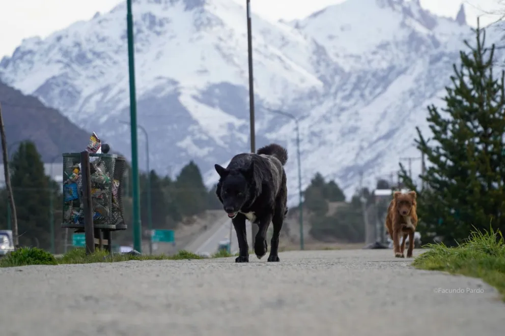 Es indispensable estar atentos a los síntomas. Foto ilustrativa de Facundo Pardo.