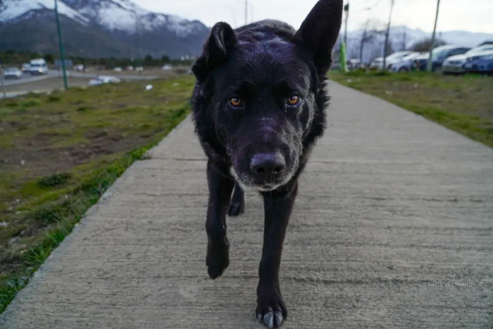 La profesional insistió en mantener la consulta veterinaria como primera medida ante cualquier síntoma / Fotos Facu Pardo 