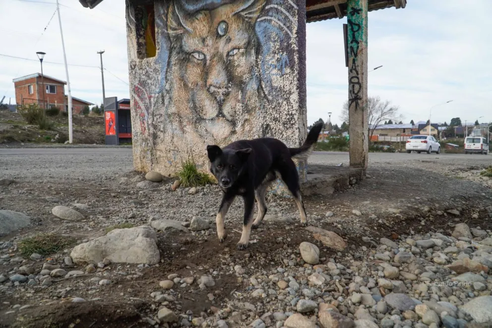 Alerta por perros sueltos en Bariloche, carteros piden tenencia responsable y respeto por su trabajo. Foto: Facundo Pardo