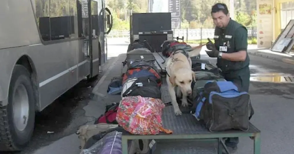 El SAG también advirtió sobre la necesidad de cumplir con los requisitos para el ingreso de mascotas.