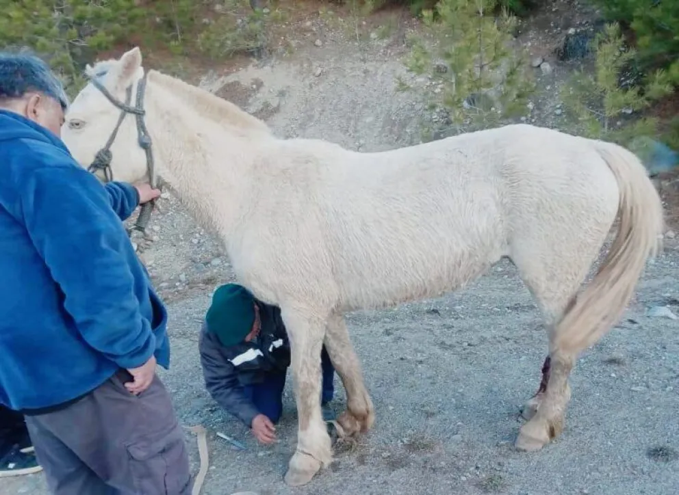 El animal se encontraba con multiples heridas producidas con sogas 
