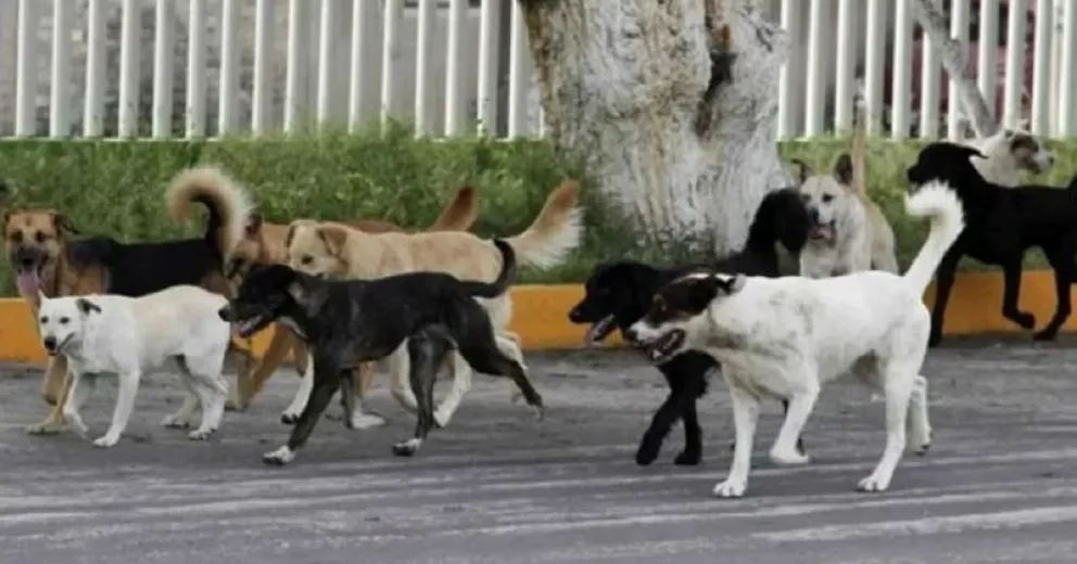 Trabajan para analizar qué patrón común los afecta.