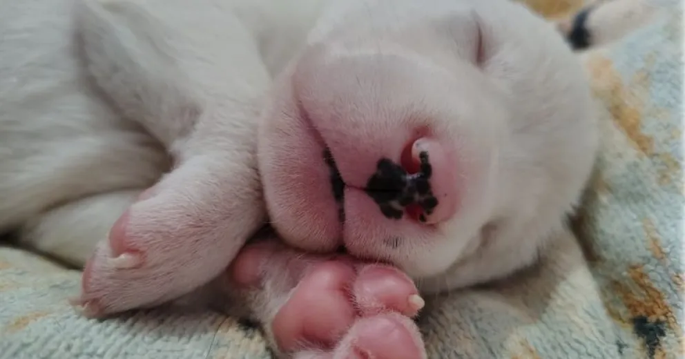 Es necesario analizar varias cuestiones antes de tomar la decisión de adoptar una mascota. 