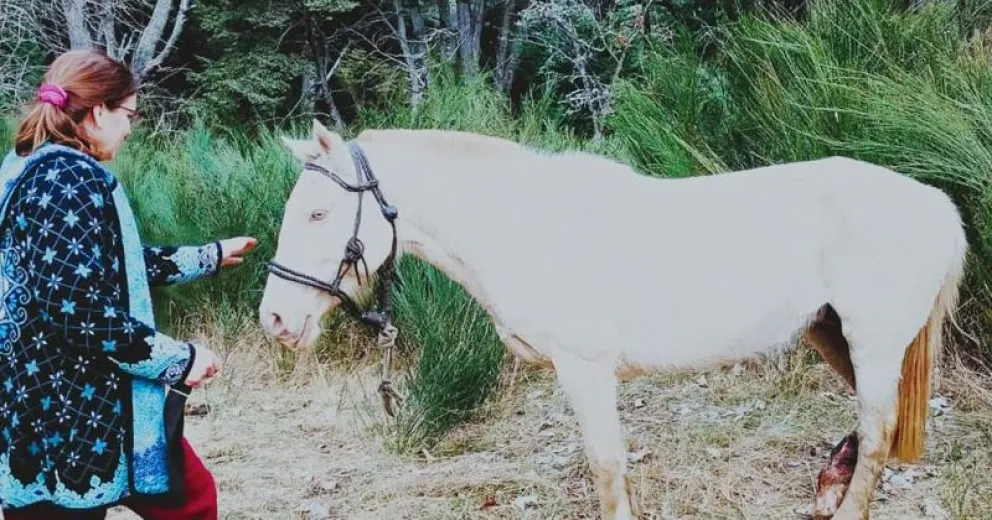 Noemí realizando la atención al animal. 