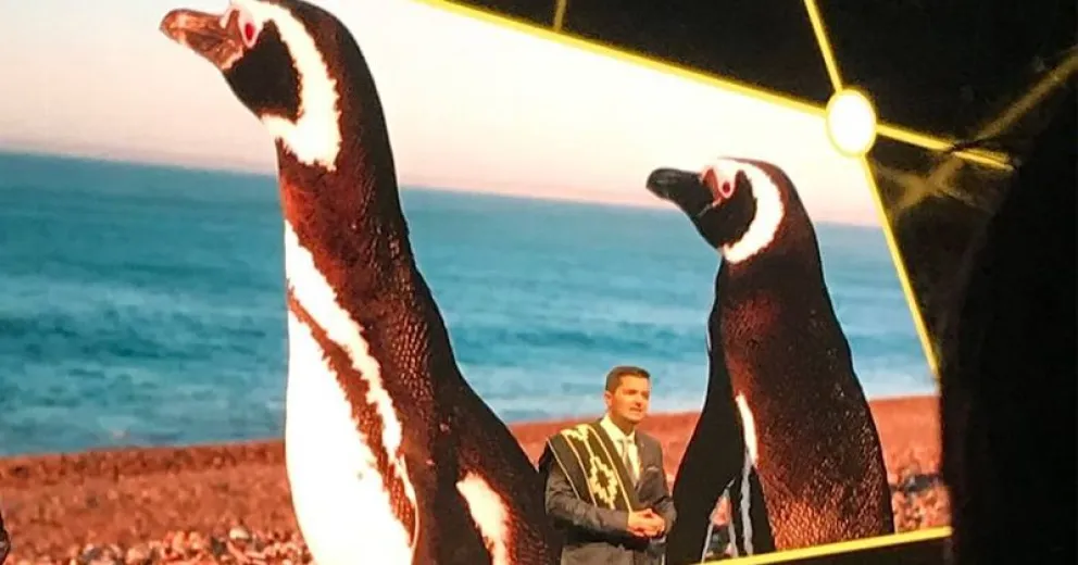 Vive en Patagonia y le pone voz a los pingüinos en el mundo.