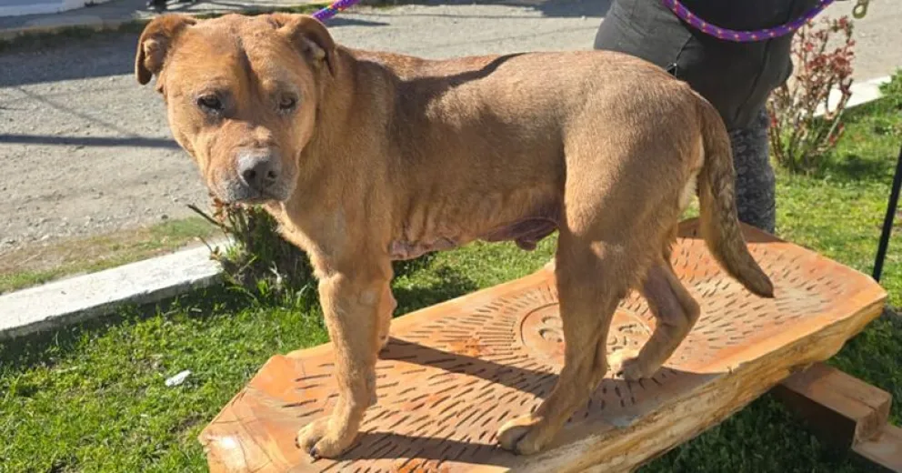 Buscan un tránsito para que se siga recuperando, luego un hogar definitivo.