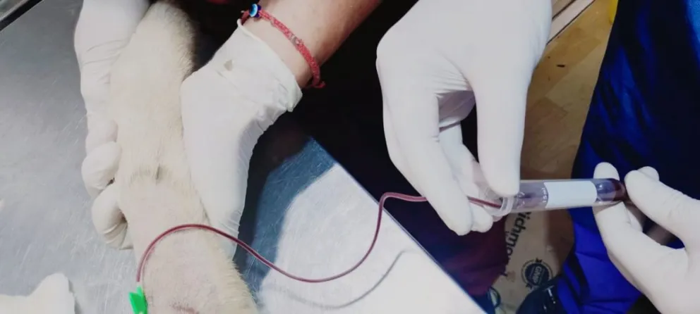 Con esta iniciativa, Sanidad Animal consolida su rol como un servicio público.