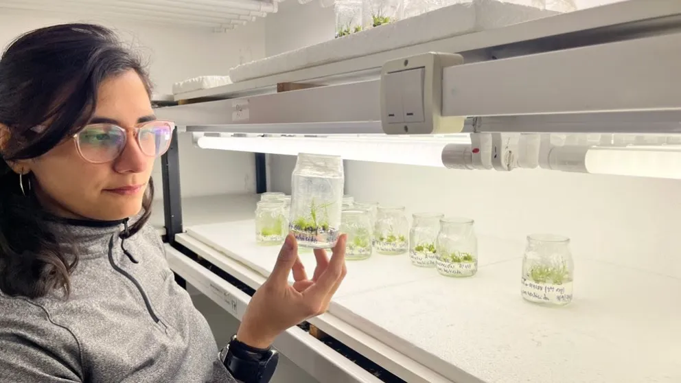 Rosario Gomez Ibarra observa la regeneración a partir del cultivo in vitro de plantas transformadas. Fotos: gentileza investigadores.