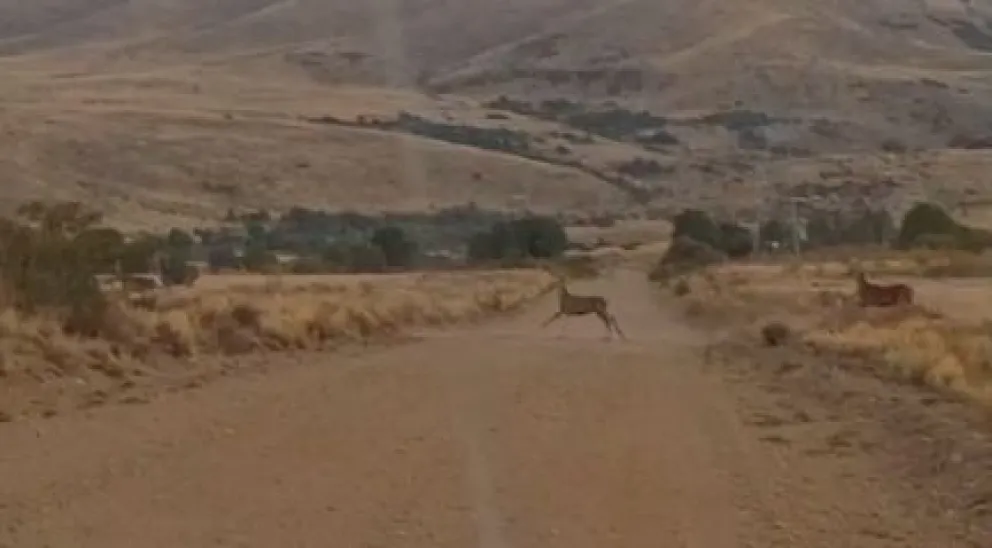 Circulaban por la RP 80 y se toparon con una gran manada de ciervos.