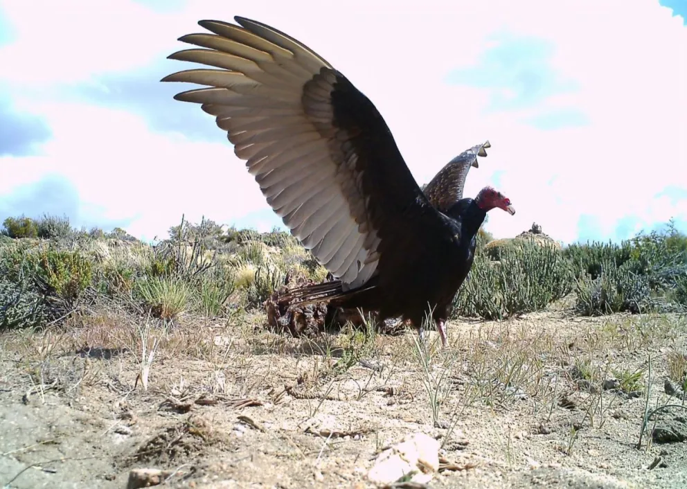 El registro de una cámara trampa. Foto gentileza Fernando Ballejo.