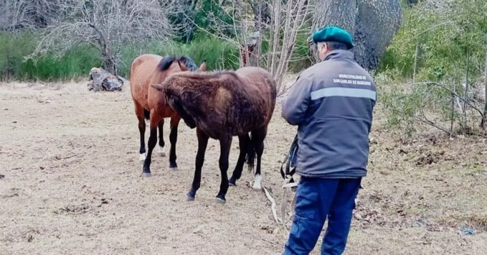 El animal será revisado por personal de veterinaria.