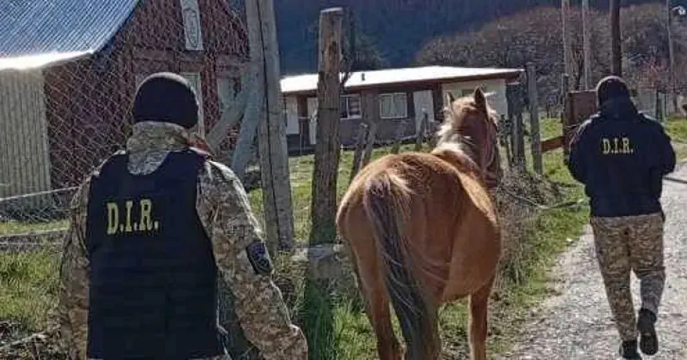 La yegua que fue recuperada por personal policial.