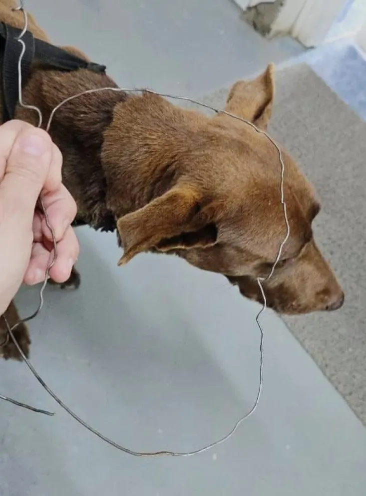 Un caso que preocupa a la sociedad. 