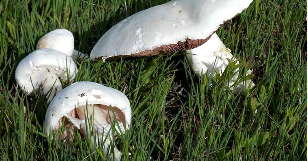 Cuidar la salud y el recurso.