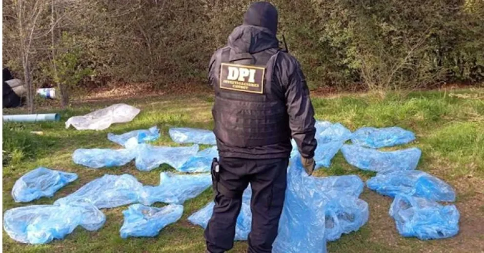 Algunos de los plantines secuestrados.