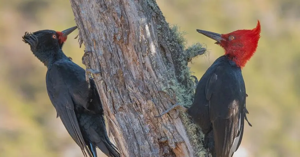 Para conocer las aves que habitan nuestro Parque.