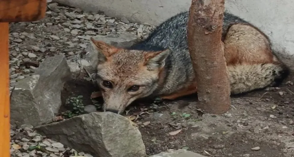 Un zorro colorado fue visto circulando por el casco urbano de San Martín.