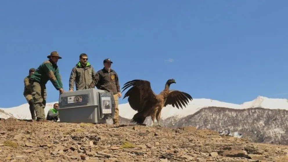 Liberaron a Kamin y Kuraq, dos jovenes ejemplares del majestuoso ave 