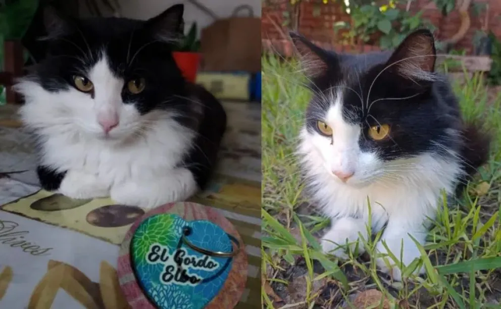 La familia espera por su aparición. 