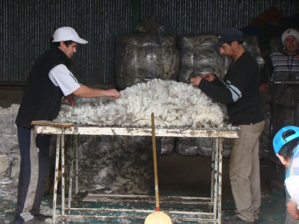 Ya se comenzó con las tareas de esquila, una temporada que recién comienza.
