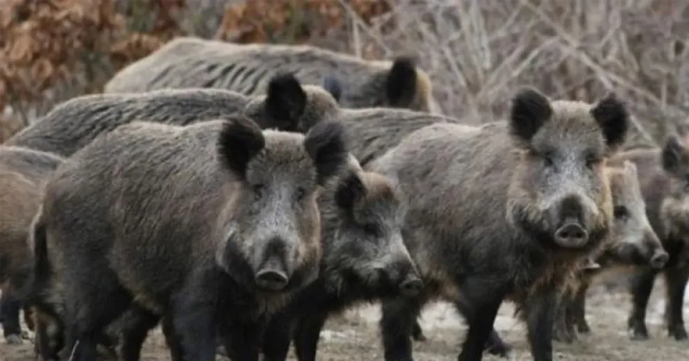 Pautas a tener en cuenta al momento de cazar.