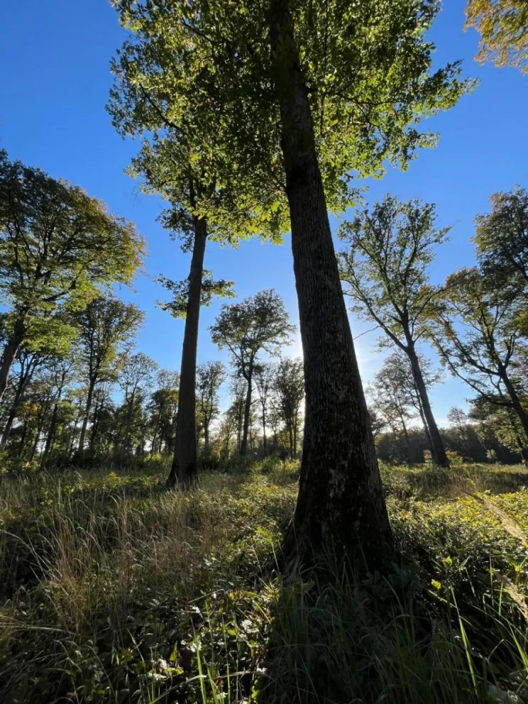 Entre las dos regiones, la preocupación sobre los recursos ambientales y, particularmente, sobre los bosques son similares (Fotos gentileza).
