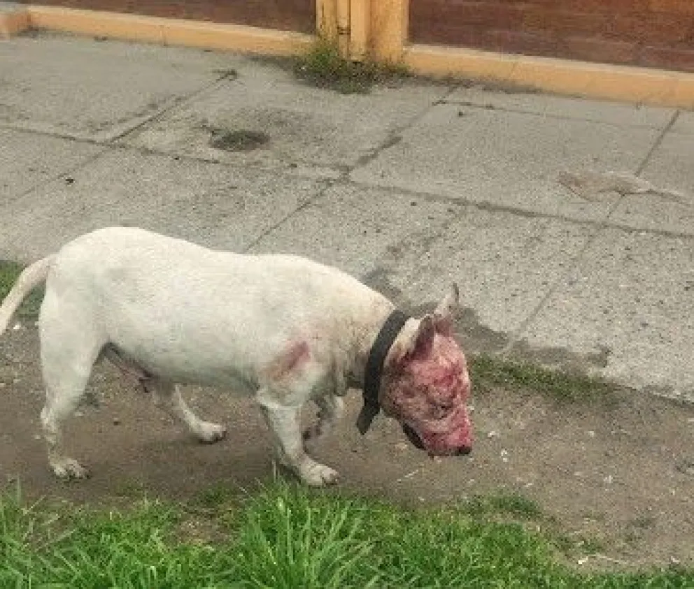 Momentos de tensión por el ataque de un perro considerado peligroso en la zona sur de El Bolsón. Foto: gentileza Noticias del Bolsón