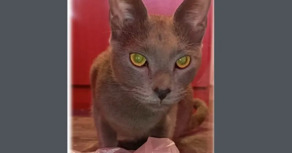 Apuesta a dar con la familia de la mascota, por ahora quien la rescató, la tiene en su poder.