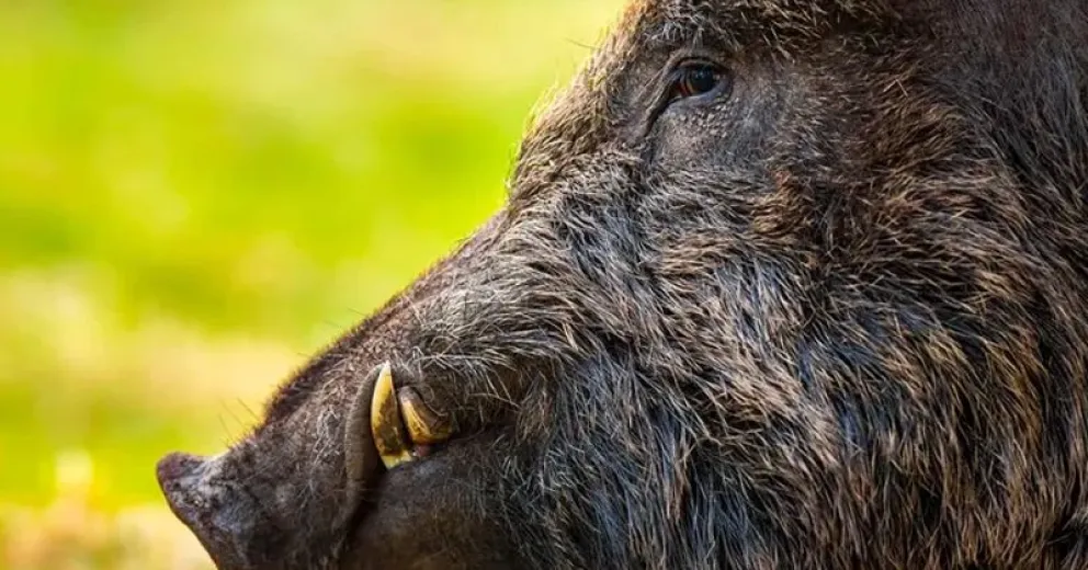La venta informal, a menudo por redes sociales, es un gran problema que afecta la competencia legal y aumenta el riesgo de enfermedades.