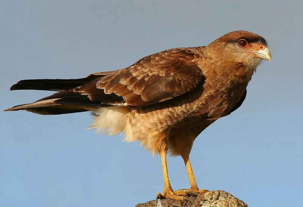Prestarle atención al graznido del chimango puede ayudar.