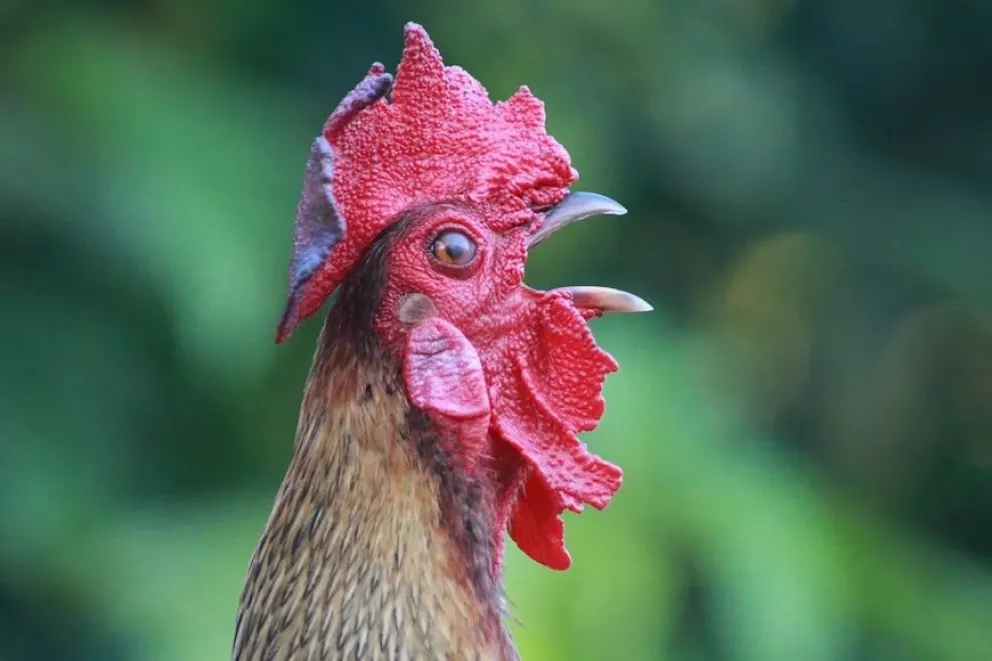 Un canto que afecta el sueño de los barilochenses. 