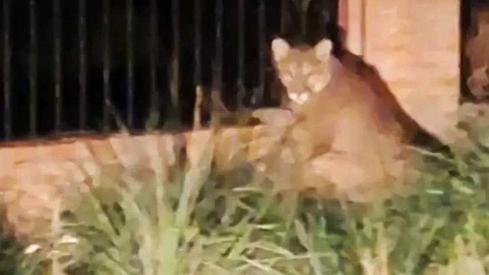 Se viralizó en Chubut la imagen del pequeño puma que es buscado pro autoridades policiales. 