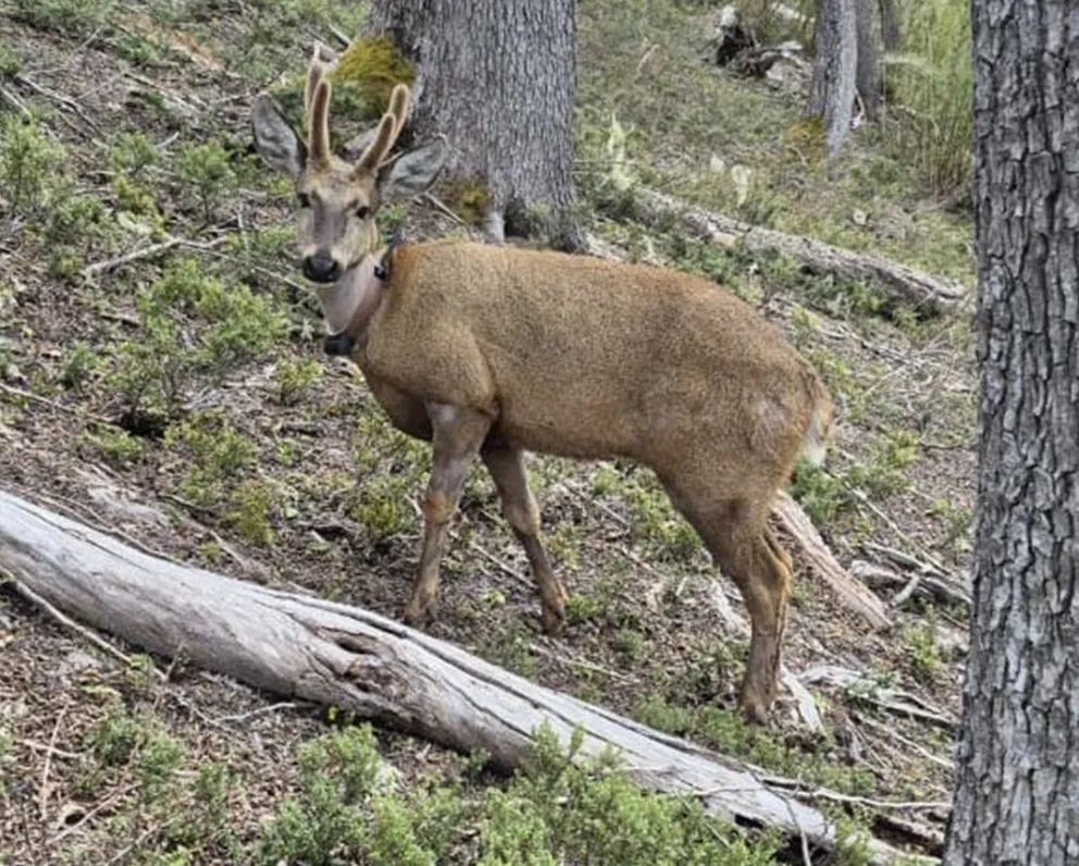 Newenche volvió a cruzar la frontera con Chile y ronda la Ruta Siete Lagos. 