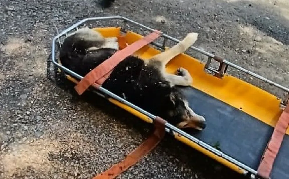 Bomberos Voluntarios de Villa La Angostura activaron un operativo de rescate del animal, que se encontraba gravemente herido. Foto: La Angostura Digital. 