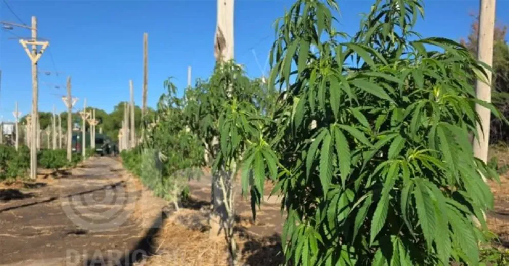 La plantación de marihuana encontrada en la zona rural fue captada a partir de la utilización de drones. Foto gentileza.