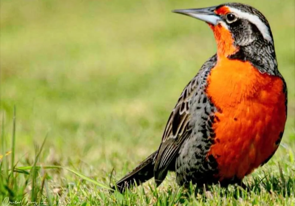 La loica puede augurar situaciones indeseables.