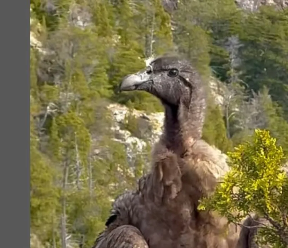 Este tipo de encuentros recuerda la riqueza de la fauna de la región.