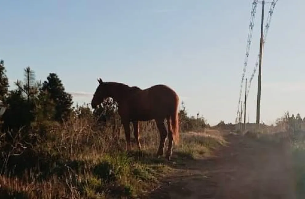 Otro caballo suelto cerca de la ruta. 