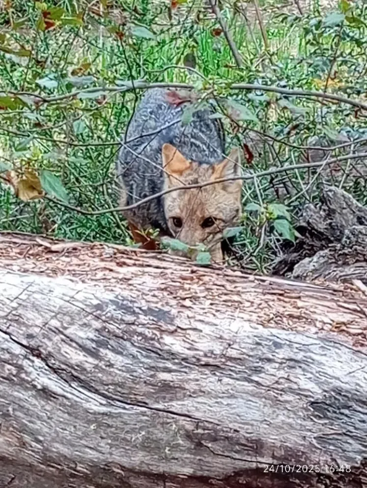 Cada día es más habitual ver a esta especie en zonas urbanas.