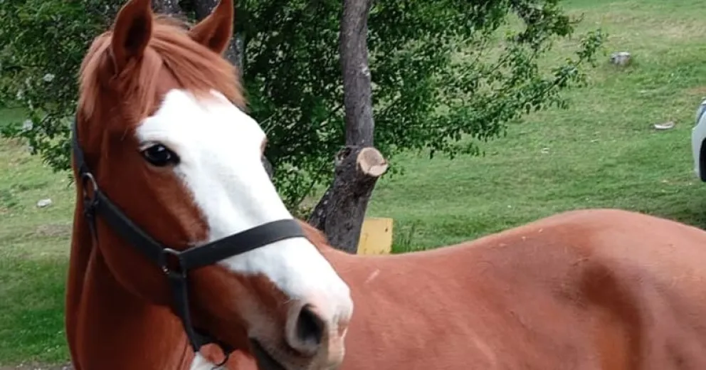 Los animales sueltos en la vía pública son un peligro.