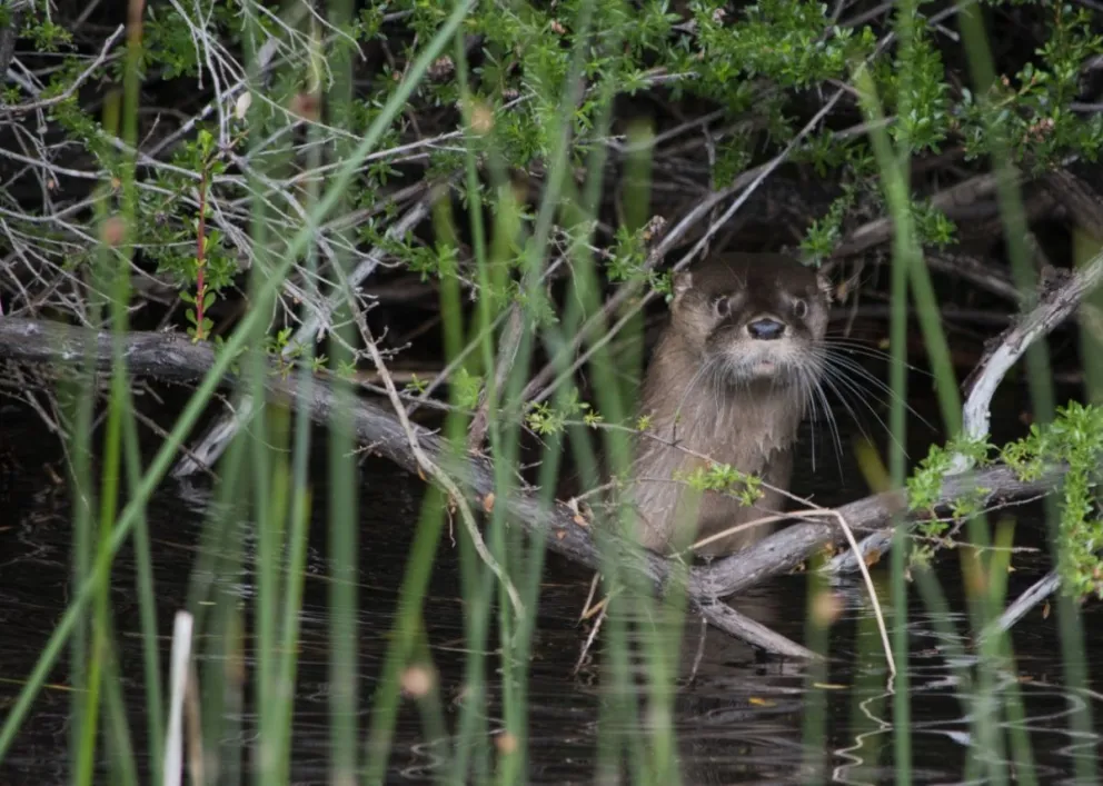Para que el huillín no tenga que huir. Foto: Marcos Hlace.